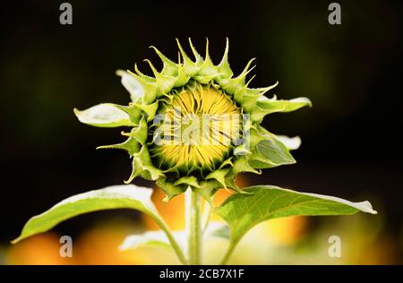 Sunflower, Helianthus, Unopened sunflowers heads growing outdoor.