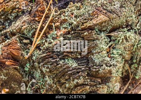 amazing natural patterns surface of pine stump with moss closeup texture for design Stock Photo