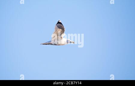 Wildlife background of Larus cachinnans seagull flies across the sky, phase of flight. The best photo. Stock Photo