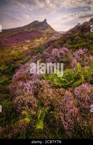 Morning light on purple heather and verdant ferns at Ramshaw Rocks in the UK's Peak District National Park. Stock Photo