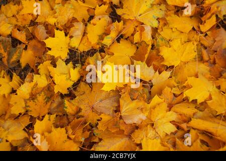 Yellow maple foliage laying on the ground at autumn season with selective focus Stock Photo
