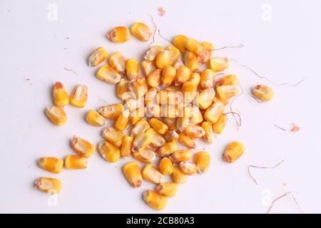 High angle closeup shot of a pile of peeled yellow corns on a white background Stock Photo