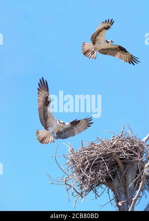 Beautiful Osprey About to Land on It's Nest as It's Mate Flies Directly Overhead Stock Photo