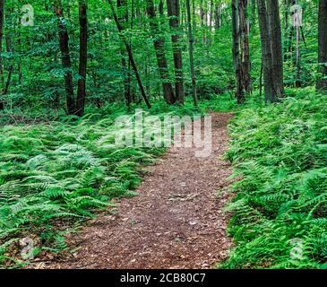 Path though woods in Western New York State in the United States Stock Photo