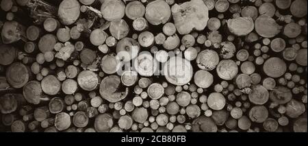 tree trunks from front view stacked on top of each other, interesting background, the best photo Stock Photo