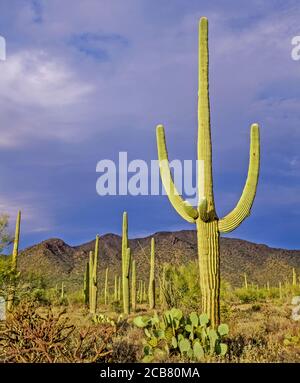 Late afternoon light on cactus in  Organ Pipe Cactus National Monument in the Sonoran desert in southern Arizona in the United States Stock Photo