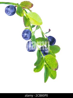 Blueberry isolated. Wild blueberries branch isolated on white background. Stock Photo