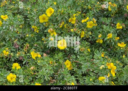 Shrubby Cinquefoil Potentilla Fruticosa Garden Stock Photo - Alamy