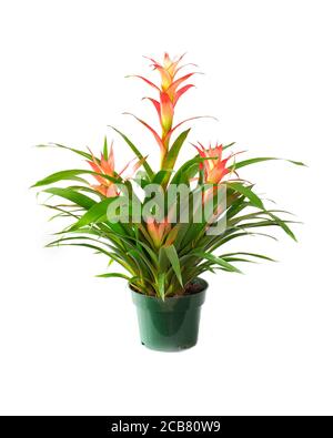 A Beautiful Potted Orange Vriesea Tropical Bromeliad Isolated on White Stock Photo