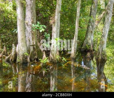 Cypress trees in swamp in Sweetwater Slough on Loop Road in Big Cypress National Preserve in Florida Stock Photo