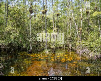 Cypress trees in swamp in Sweetwater Slough on Loop Road in Big Cypress National Preserve in Florida Stock Photo