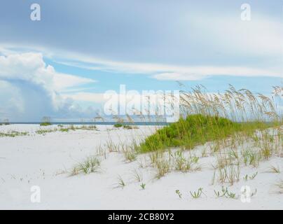 Sea Oats on the Beautiful White Sand Beach of Florida's Gulf Coast Stock Photo