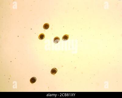 toxocara cati egg under the microscope Stock Photo - Alamy