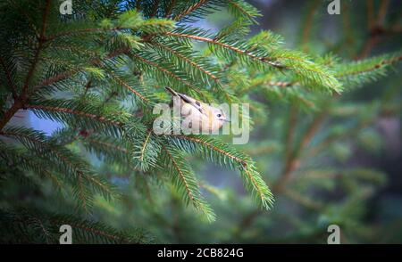 goldcrest sitting on the spruce twig Regulus regulus European smallest songbird in the nature habitat. The goldcrest is a very small passerine bird in Stock Photo