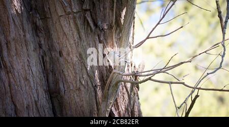 European Pied Flycatcher Ficedula hypoleuca on a branch in the forest. The best photo Stock Photo