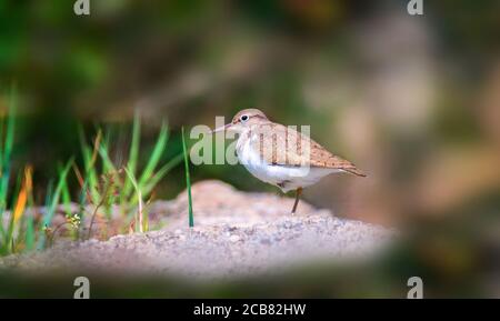 Common Sandpiper (Actitis Hypoleucos) Stock Photo