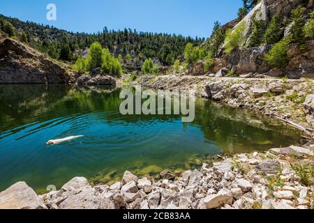 Platinum colored Golden Retriever dog swimming in the Marble Quarry Gulch; Ute Trail; CR 184; near Turret; Colorado; USA Stock Photo