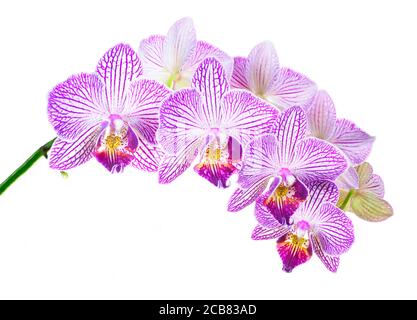 Focus Stacked Closeup Image of Beautiful Purple and White Striped Orchids Isolated on White Stock Photo