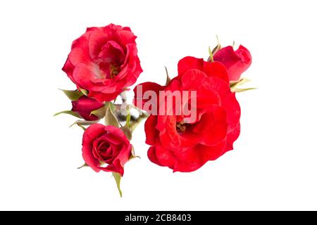 Branch of Red small Rose isolated on white background Stock Photo