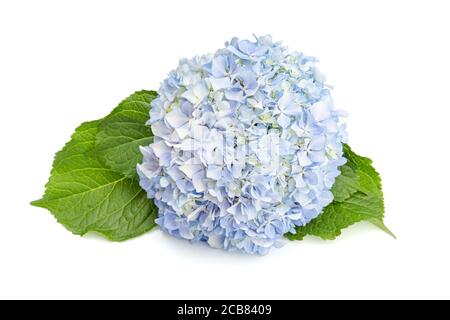 Blue Fresh Hydrangea and leaves isolated on white background Stock Photo