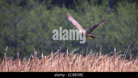 Female Western marsh harrier, Circus aeruginosus, bird of prey in flight searching and hunting above a field, the best photo, hunts in the grass falls