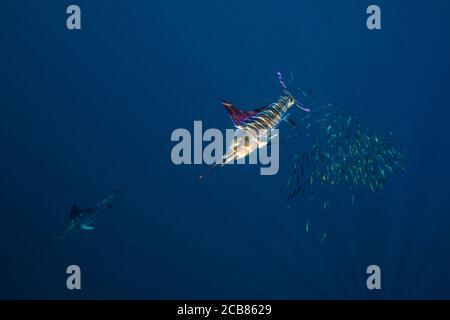 Stripped marlin hunting and feeding in a baitball in Magdalena Bay, Baja California Sur, Mexico. Stock Photo