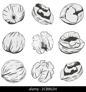 Walnut black silhouette. Nuts illustration vector set isolated on white background. Stock Vector