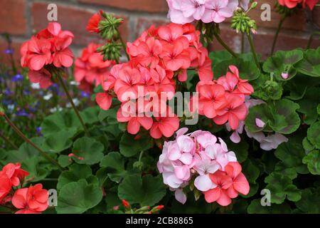 Salmon pink and pale pink geranium flowers Stock Photo