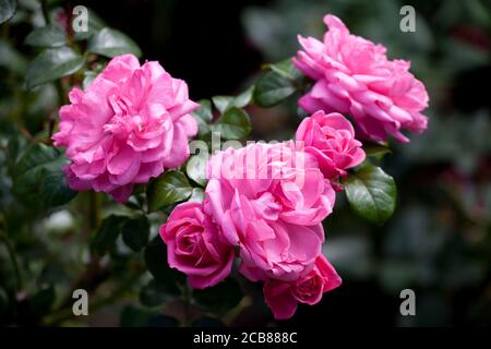 Pink roses on rose bush in English garden Stock Photo