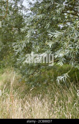 leaves of an old willow tree in Norfolk, England UK Stock Photo