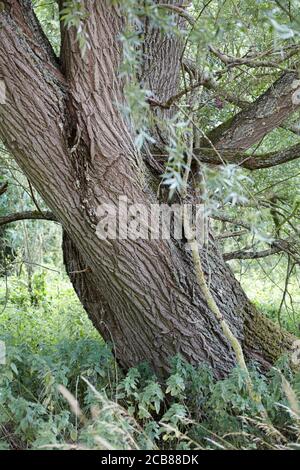 Old willow tree in Norfolk, England UK Stock Photo