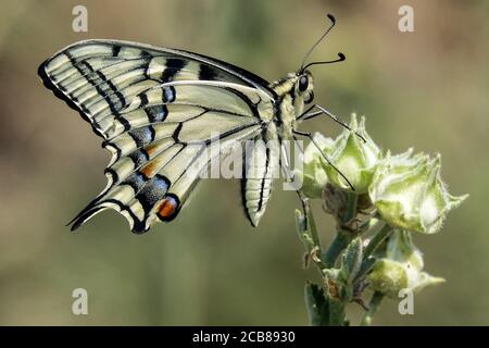 Underside Papilio machaon Old World swallowtail Butterfly on Plant Butterfly on flower Papilio Machaon butterfly Wings closed Butterfly flower closeup Stock Photo