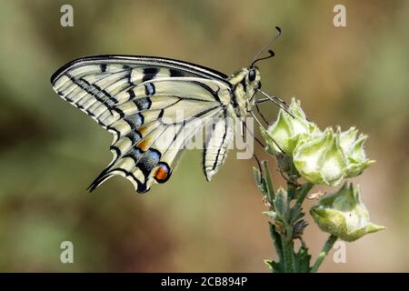 Papilio machaon butterfly perch Stock Photo