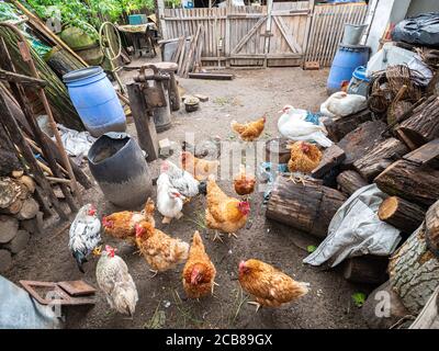 Free range chickens in a yard in a garden behind a house in Hungary. Traditional rural scene. Stock Photo