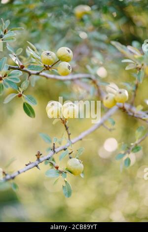Small green apples on tree branches in the garden. Stock Photo