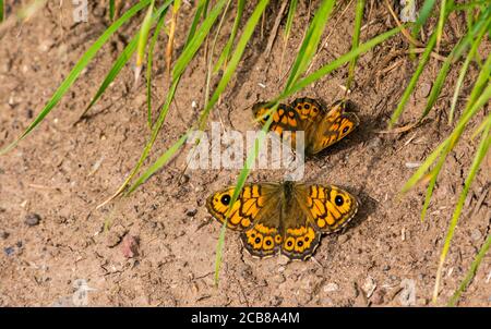 Pair of male and female wall butterflies (Lasiommata megera) on ground in Summer, East Lothian, Scotland, UK Stock Photo