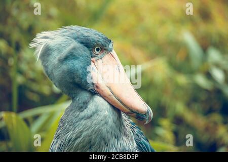 Very rare the shoebill Balaeniceps rex also known as whalehead, whale-headed stork, or shoe-billed stork in Prague zoo, the best photo. Stock Photo