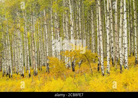 Aspen tree trunks on Hill 12 overlooking Bearberry Valley, near Sundre, Alberta, Canada Stock Photo