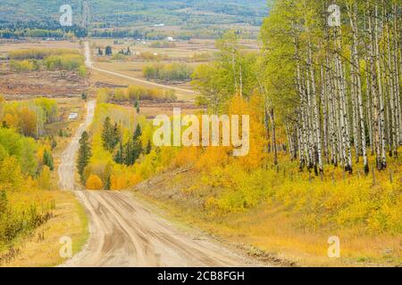 Aspen tree trunks on Hill 12 overlooking Bearberry Valley, near Sundre, Alberta, Canada Stock Photo