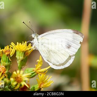 white butterfly, with brown spots on the wings, perched on yellow flowers, with a green blur background Stock Photo