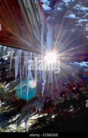 Icicles on cottage with green Pine Tree on the Background. Stock Photo