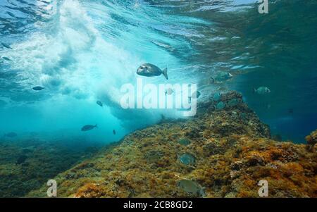 Wave breaking on rock underwater with seabreams fish, Mediterranean sea Stock Photo