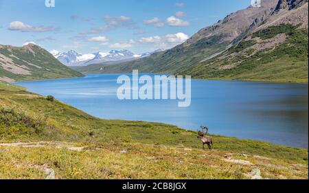 Caribou (Rangifer tarandus) along the shore of Landmark Gap Lake in Interior Alaska. Stock Photo