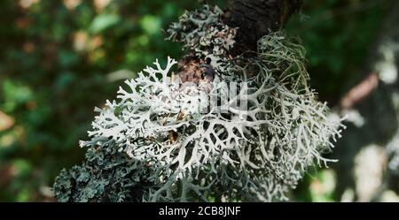 Moss grows heavily on the bark of this tree and creates an appealing texture. Stock Photo