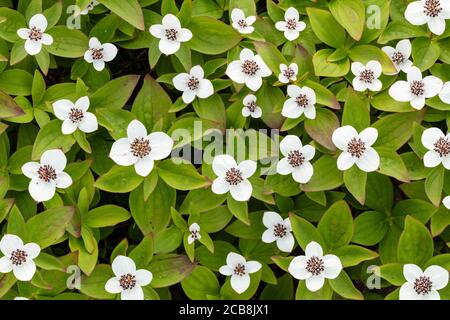 Closeup of Dwarf Dogwood (Cornus canadensis) flowers in Interior Alaska. Stock Photo