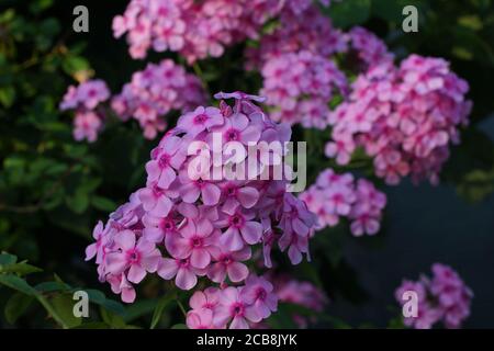 Beautiful pink phlox in the summer in the garden. Stock Photo