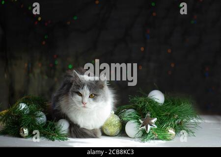 Cat sleeps with Christmas decorations. Sleep over Christmas. Sleeping christmas kitten Stock Photo