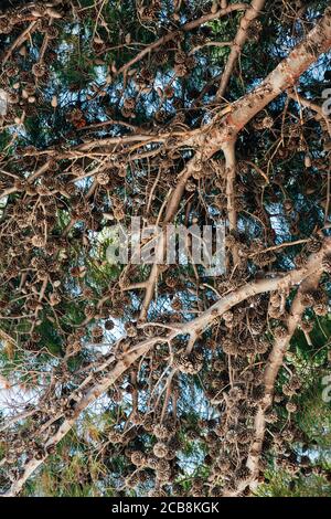 A lot of dry pine cones on the tree, against the blue sky. Stock Photo