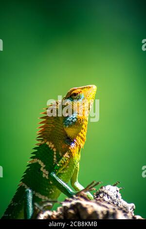 Close-up of an isolated orange and green lizard. Ella, Sri Lanka. blurred jungle in the background Stock Photo