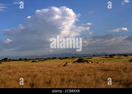 The open grassland savanna of Queen Elizabeth National Park is the perfect habitat for the endemic Uganda Kob. In the background thunderheads develop Stock Photo